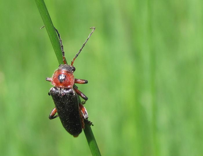 Cantharis rustica, Cantharidae